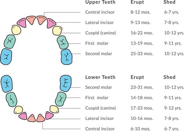 infant-teeth.jpg